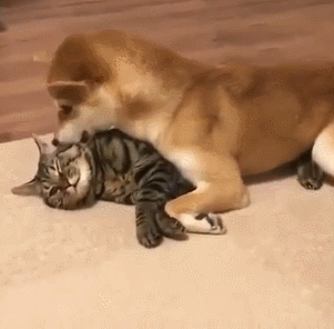 二哈汪星人可爱萌宠狗狗gif动图_动态图_表情包下载_soogif