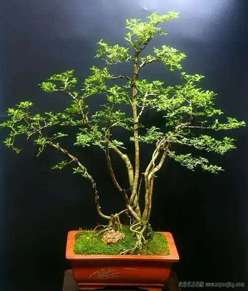 盆景艺术在线-整理的一盆丛林六月雪 - powered by discuz!