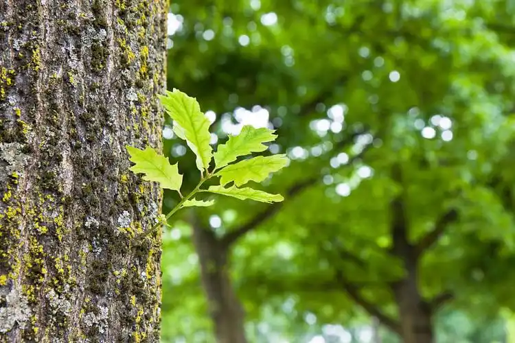 新生命,概念,小,植物,新生,树干_高清图片_全景视觉