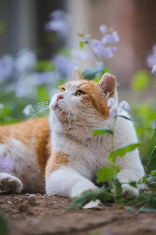 猫咪摄影超话#宠物奥斯卡##橘猫#@中农的汪和喵