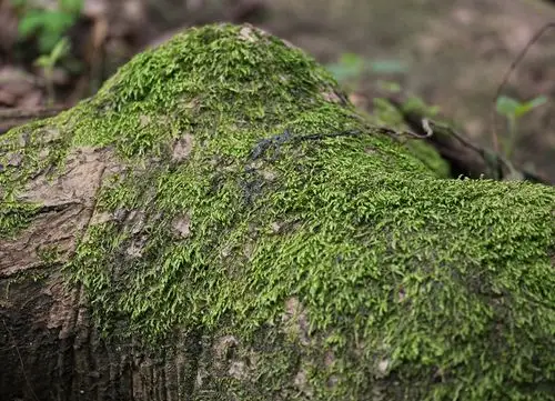 《岁月的绿苔》