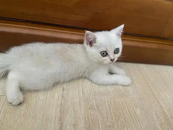 银点银渐层猫咪