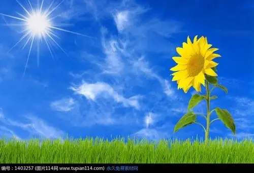 首页 植物大全 蓝天向日葵图片唯美图片向日葵蓝天白云绿草地源文件库