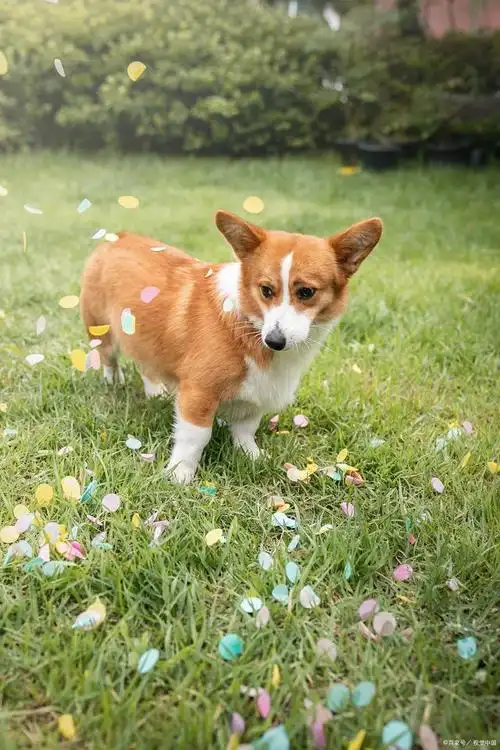 《我的动物朋友柯基犬》说明文