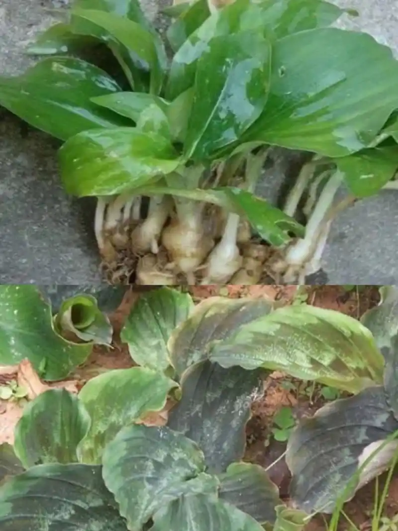 每天认识一种中草药【山柰】97 98别名:三奈子,三赖,三藾,沙姜,三