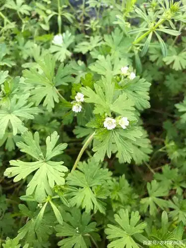 野老鹳草的胡说八道