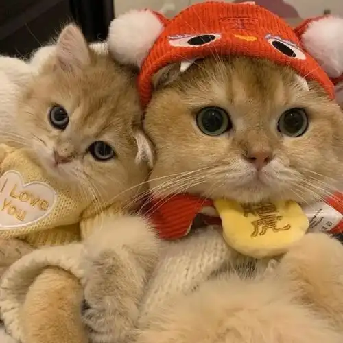 沙雕搞怪363436373039猫咪情侣头像