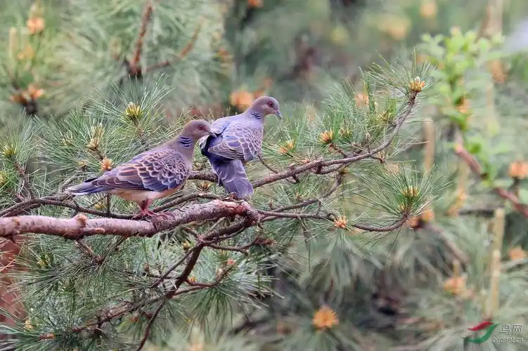 一对儿山斑鸠