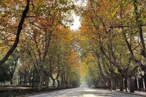 ctb超后再定制个性化治疗这里的行道树已接受全面体检