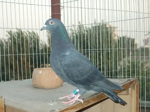 王者之王对凡龙