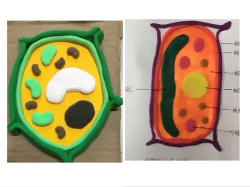 【城东中学生物科组市级课题之学生实践活动】细胞模型设计与制作大赛