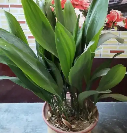 一叶兰叶子优美,四季常绿,漂亮又好养,胜过绿萝