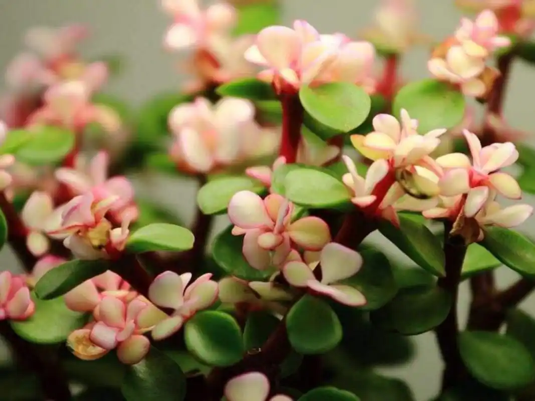 每日一花|金枝玉叶 金枝玉叶:别名马齿苋树,银杏木,为刺戟木科树马齿