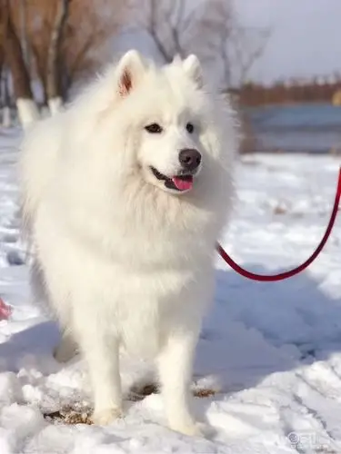 成年公萨摩耶免费领养