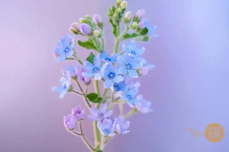 名称:天蓝尖瓣木(蓝星花)分类:夹竹桃科产地:巴西花语:幸福 互相信赖