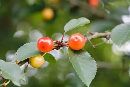 叶子健康水果夏天在园的樱桃树上成熟小樱桃图片
