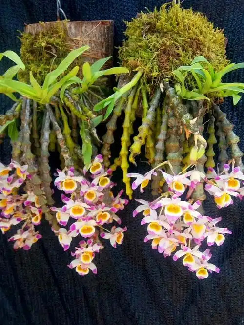 石斛宝塔兰花稀有肿节光节珠节附生吊兰盆栽时令草本花卉