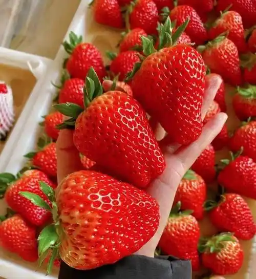 阳台种草莓,做"2点",收获"更多果",过程简单省心