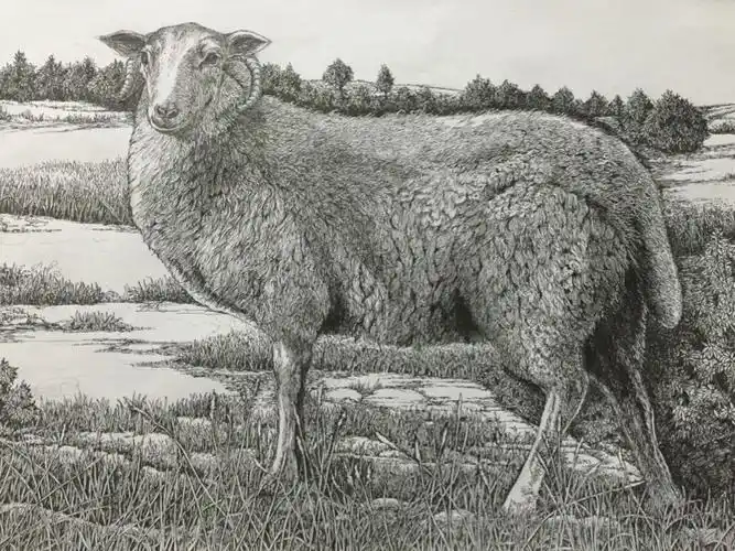 15. 新西兰羊,好洋气!