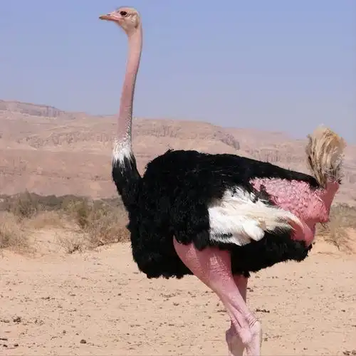 沙漠十大恐怖动物排名(沙漠里生存力最强的动物是什么)-1