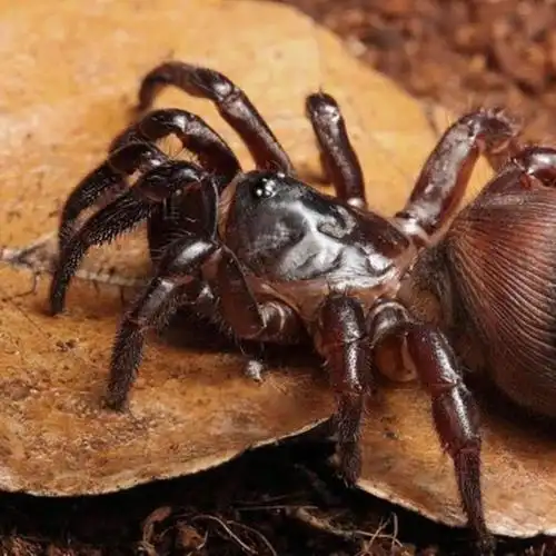 幼体铜币金钱蛛爬行宠物金钱蜘蛛活体送饲养套餐