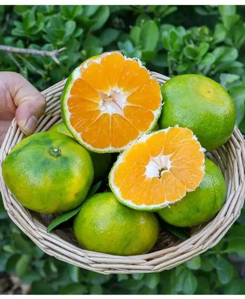 蜜桔橘子 新鲜当季青皮柑橘薄皮桔子 5斤 【大果】皮薄肉多【图片