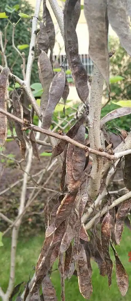 葛根调温降血糖,天麻止痛祛风湿 | 本草江湖第493期
