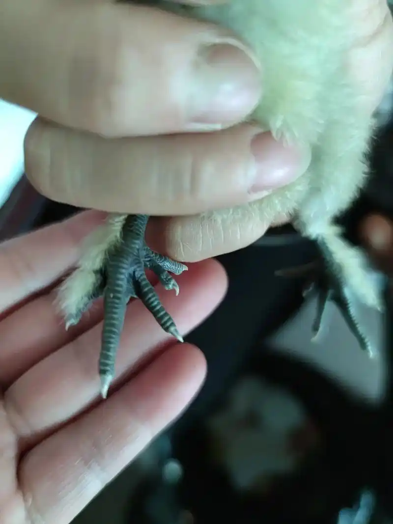 "乌鸡白凤",泰和乌鸡必须五指.据说离开原产地容易退化,看来 - 抖音