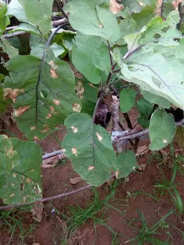 茄子叶上面大黄点这是什么病