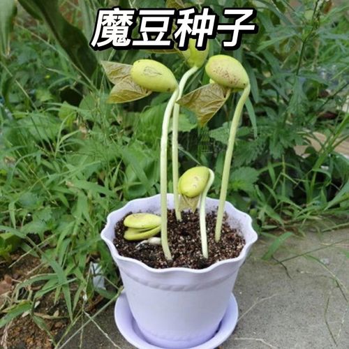 魔豆种子创意祝福迷你植物带字印有字桌面种植小盆栽