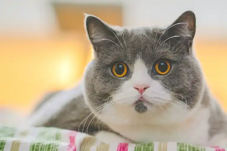 公认颜值最高的三种猫咪_性格_蓝白英_金色