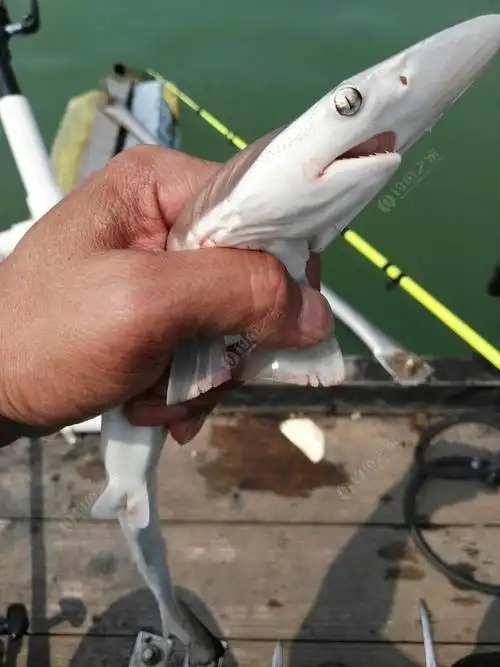 第一次钓到鲨鱼