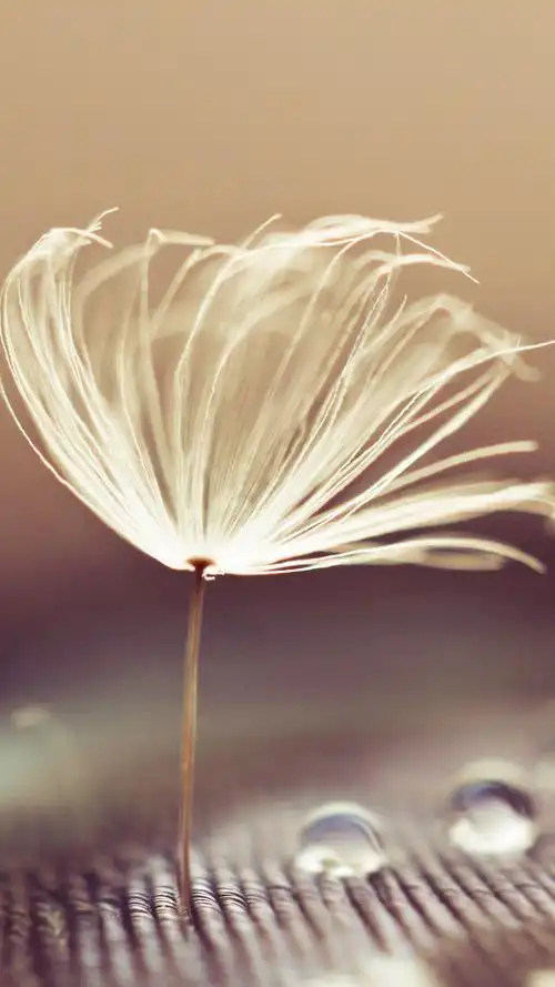 唯美蒲公英的梦