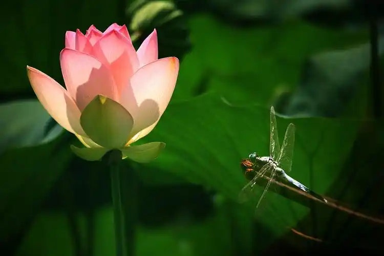 荷花与蜻蜓
