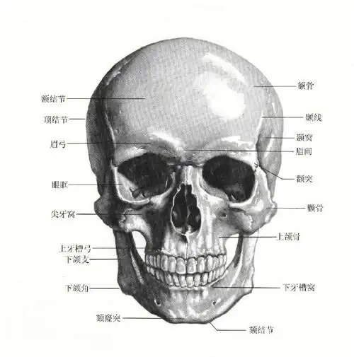 画好速写头部头骨结构了解