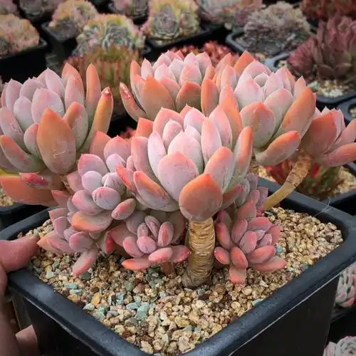 灰姑娘老桩·25厘米 49894