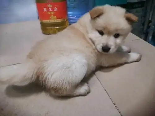 我家萨摩生了7只小奶狗,是串串.