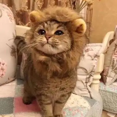 可爱猫咪图片萌萌哒头像全网最可爱的猫咪头像图片大全