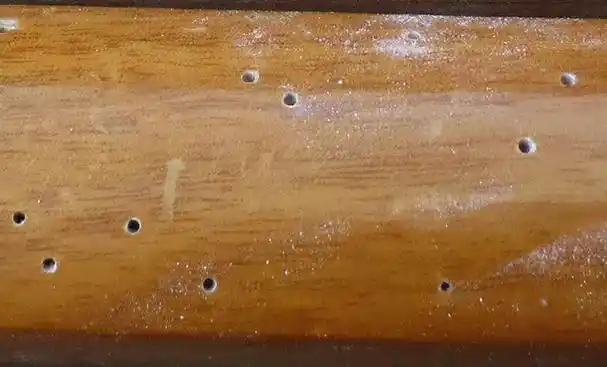 木地板虫子种类图解,如何挑选地板(藏在木质家具里的虫子是什么)