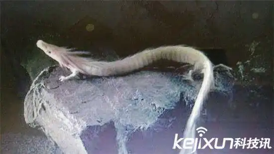 海底惊现12米巨型真龙