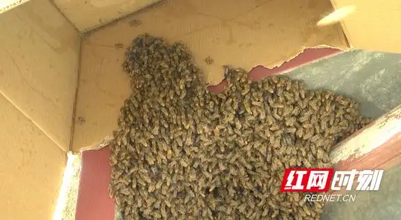 密集恐惧症慎点上万蜜蜂飞进居民家中筑巢