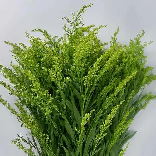 新鲜尤加利黄莺草云南基地直发鲜花花束配花配草室内插花空运包邮