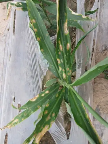 生姜大姜叶部新病害