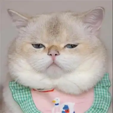 全网最火猫咪头像