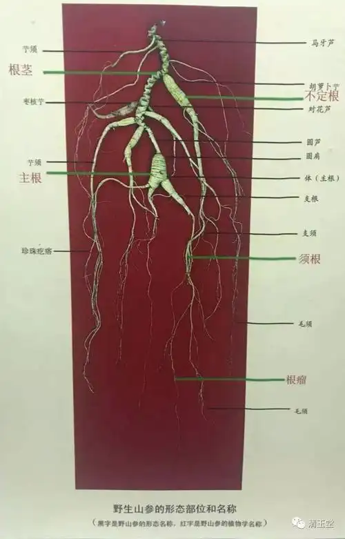 野山参的鉴别池底参池底参特点是皮松泡,无光泽,全根"一纹到底".