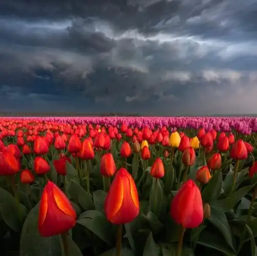 每一朵红色郁金香仿佛都在讲述一个热情洋溢的故事.