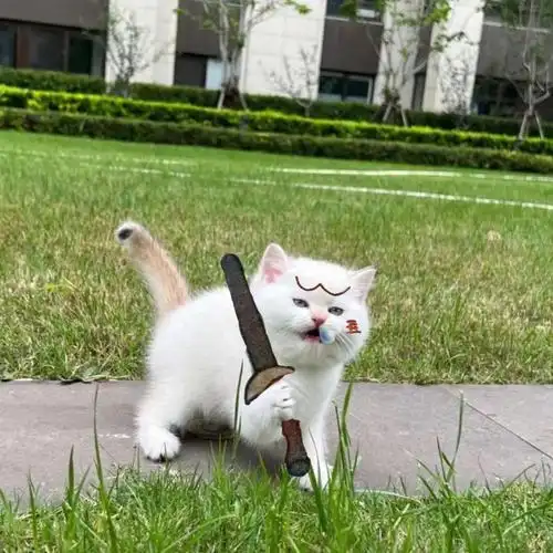 关于胖虎为什么叫胖虎哈哈哈哈哈