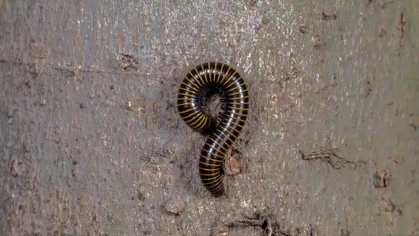 正在吸血的蚊子蝗虫炎炎夏日,大家最讨厌什么?