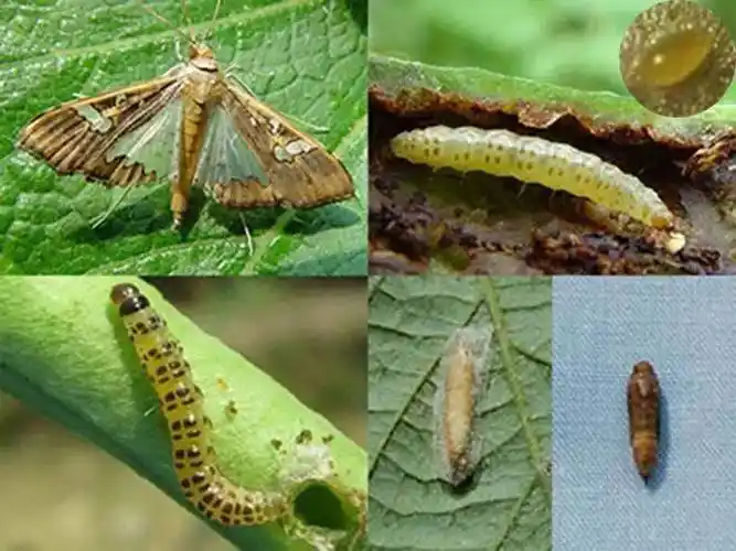 防治_夜蛾_杀虫剂