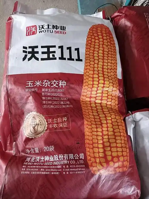 高产玉米种,沃玉111号,已到货,有需要的客户,欢迎大家光临 - 抖音